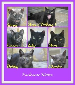 Enclosure Kitty Collage